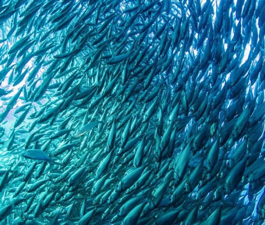 aquarev-plongee-sous-marine-sejour-philippines-bohol-panglao-centre-de-plongee-french-touch-diving-banc-de-poissons