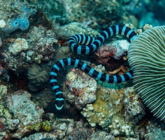 aquarev-plongee-sous-marine-sejour-philippines-bohol-panglao-centre-de-plongee-french-touch-diving-serpent-de-mer