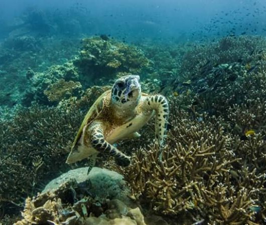 aquarev-plongee-sous-marine-sejour-philippines-bohol-panglao-centre-de-plongee-french-touch-diving-tortue