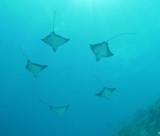 aquarev-plongee-sous-marine-sejour-polynesie-francaise-bora-bora-centre-de-plongee-eleuthera-bora-banc-de-raiesbis