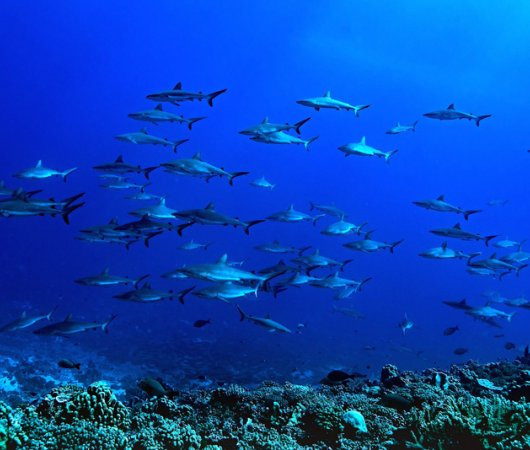 aquarev-plongee-sous-marine-sejour-polynesie-francaise-fakarava-sud-tetamanu-diving-mur-de-requins