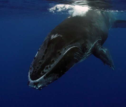 aquarev-plongee-sous-marine-sejour-polynesie-francaise-moorea-centre-de-plongee-scubapiti-baleine-face