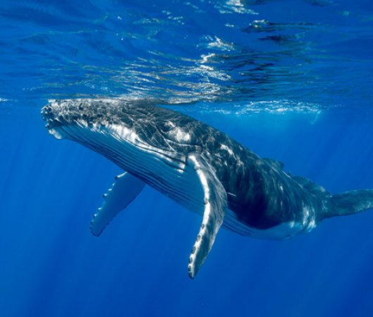 aquarev-plongee-sous-marine-sejour-polynesie-francaise-moorea-centre-scubapiti-baleines