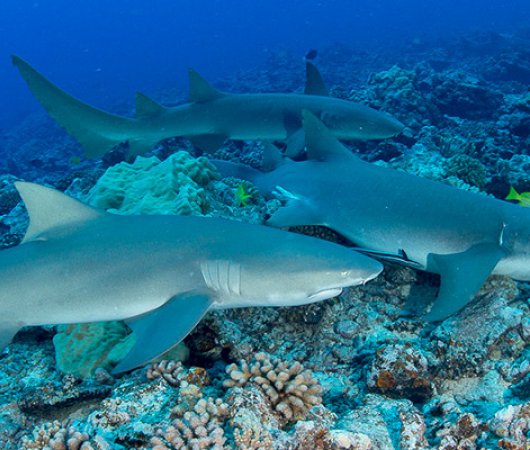 aquarev-plongee-sous-marine-sejour-polynesie-francaise-moorea-centre-scubapiti-requins-citrons
