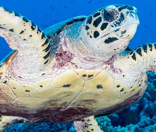 aquarev-plongee-sous-marine-sejour-polynesie-francaise-moorea-centre-scubapiti-tortue-de-mer