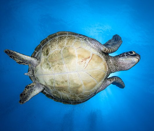 aquarev-plongee-sous-marine-sejour-polynesie-francaise-moorea-centre-scubapiti-ventre-de-tortue-de-mer