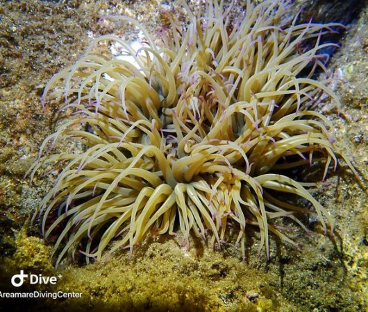 aquarev-plongee-sous-marine-sejour-sardaigne-centre-de-plongee-areamare-diving-center-anemone-de-merbis