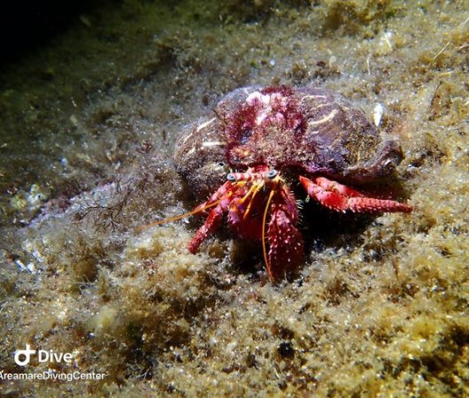 aquarev-plongee-sous-marine-sejour-sardaigne-centre-de-plongee-areamare-diving-center-bernard-l-hermitebis