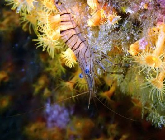 aquarev-plongee-sous-marine-sejour-sardaigne-centre-de-plongee-areamare-diving-center-crevettebis