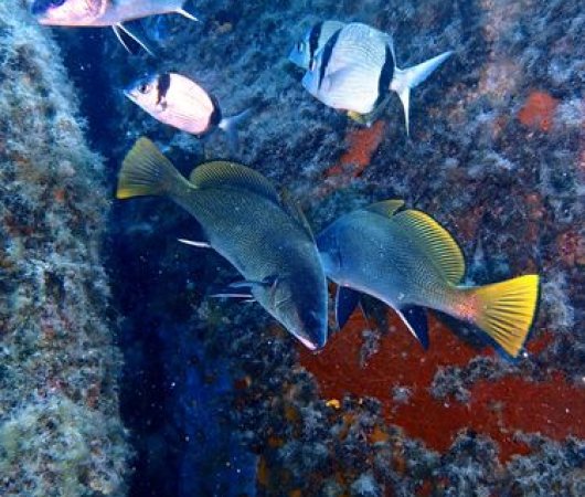 aquarev-plongee-sous-marine-sejour-sardaigne-centre-de-plongee-areamare-diving-center-poissonsbis