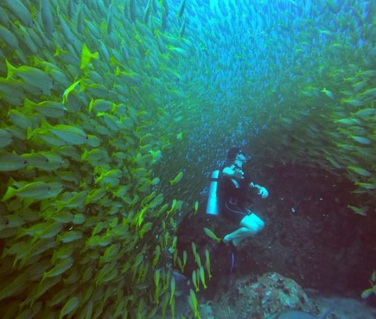 aquarev-plongee-sous-marine-sejour-seychelles-bue-sea-divers-centre-underwater-banc-de-oissons-plongeur