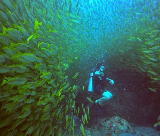 aquarev-plongee-sous-marine-sejour-seychelles-bue-sea-divers-centre-underwater-banc-de-oissons-plongeur