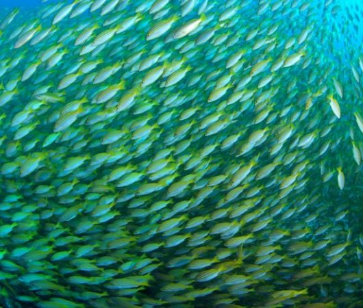 aquarev-plongee-sous-marine-sejour-seychelles-bue-sea-divers-centre-underwater-banc-de-poissons1