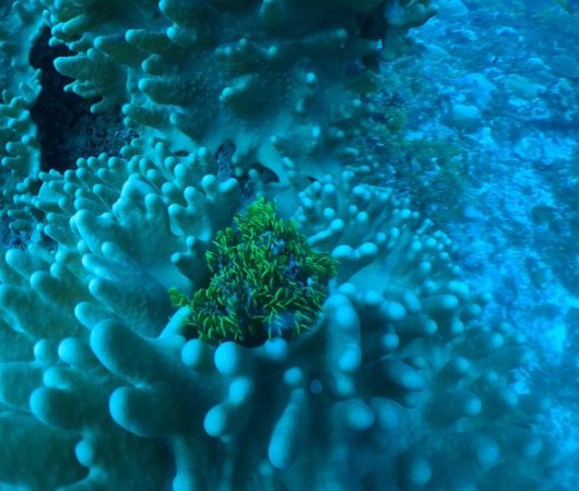 aquarev-plongee-sous-marine-sejour-seychelles-bue-sea-divers-centre-underwater-corail