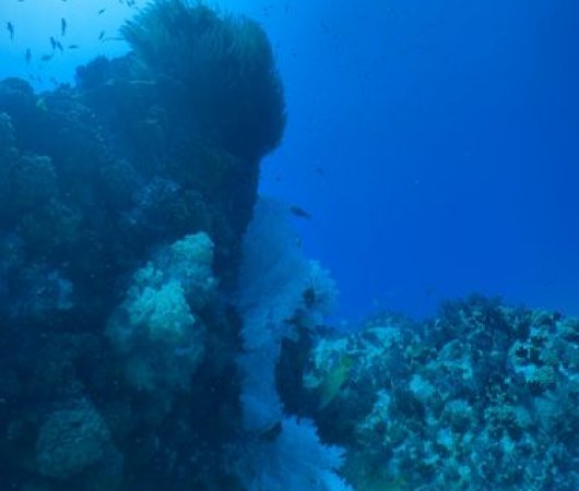 aquarev-plongee-sous-marine-sejour-seychelles-bue-sea-divers-centre-underwater-coraux-moux