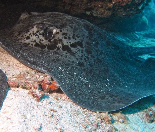 aquarev-plongee-sous-marine-sejour-seychelles-bue-sea-divers-centre-underwater-raie