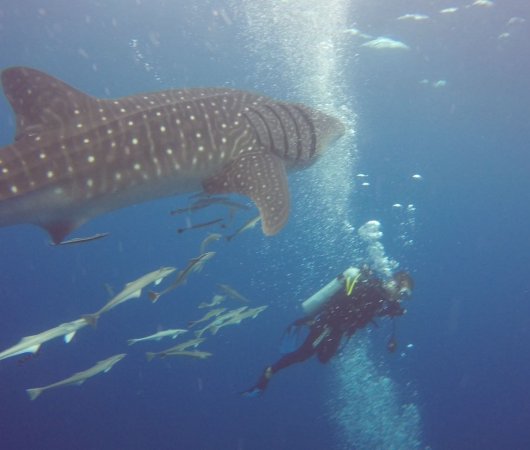 aquarev-plongee-sous-marine-sejour-seychelles-bue-sea-divers-centre-underwater-requin-baleine-plongeur