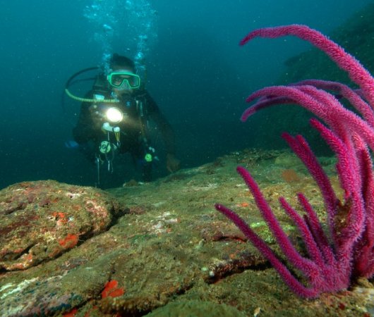 aquarev-plongee-sous-marine-sejour-sri-lanka-corail