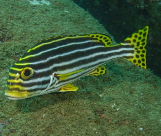 aquarev-plongee-sous-marine-sejour-sri-lanka-poisson2