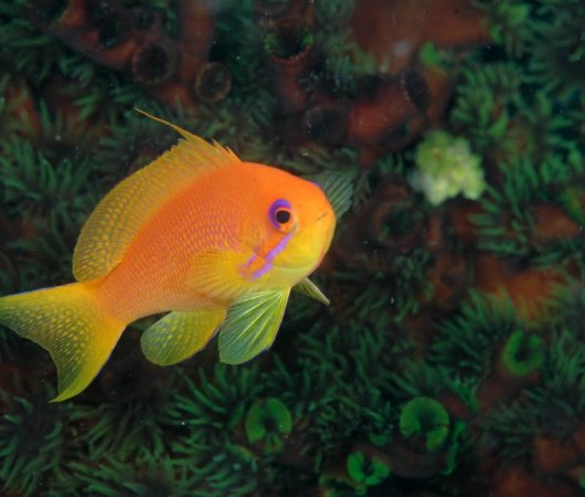 aquarev-plongee-sous-marine-sejour-sri-lanka-poisson3