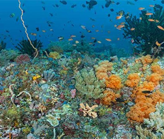 aquarev-plongee-sous-marine-sulawesi-sejour-murex-bangka-coraux