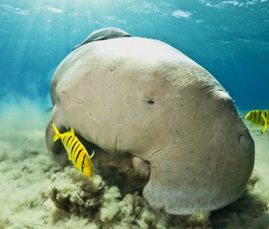 aquarev-plongee-sous-marine-sulawesi-sejour-murex-bangka-dugong