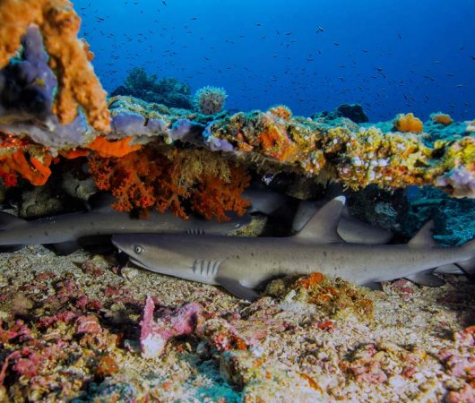 aquarev-plongee-sous-marine-sulawesi-sejour-murex-bangka-requins