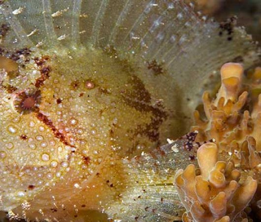 aquarev-plongee-sous-marine-sulawesi-sejour-murex-manado-poisson-scorpion