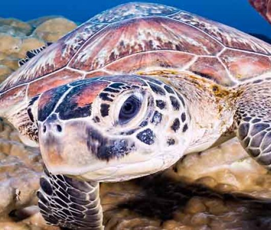 aquarev-plongee-sous-marine-sulawesi-sejour-murex-manado-tortue