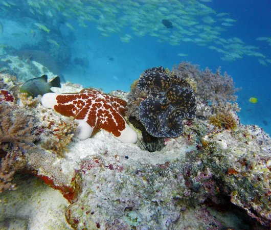 aquarev-plongee-sous-marine-tanzanie-zanzibar-sejour-centre-de-plongee-one-ocean-corail-etoile-de-mer