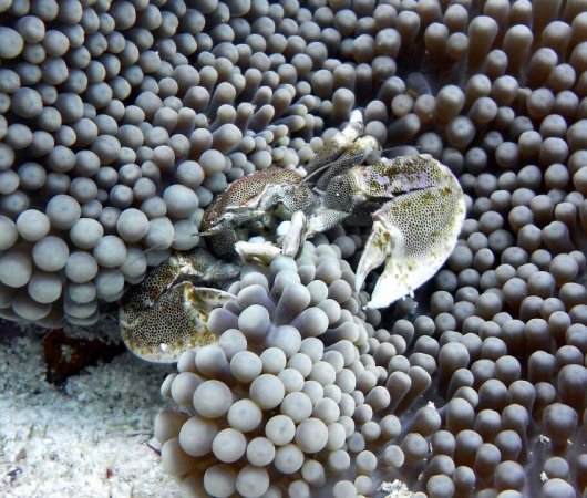 aquarev-plongee-sous-marine-tanzanie-zanzibar-sejour-centre-de-plongee-one-ocean-crabe