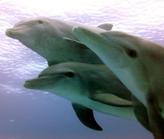 aquarev-plongee-sous-marine-tanzanie-zanzibar-sejour-centre-de-plongee-one-ocean-dauphins