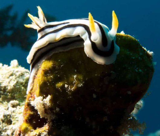 aquarev-plongee-sous-marine-tanzanie-zanzibar-sejour-centre-de-plongee-one-ocean-nudibranche