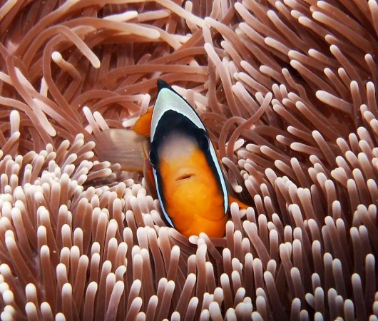 aquarev-plongee-sous-marine-tanzanie-zanzibar-sejour-centre-de-plongee-one-ocean-poisson-clown-anemone
