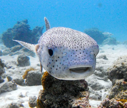 aquarev-plongee-sous-marine-tanzanie-zanzibar-sejour-centre-de-plongee-one-ocean-poisson-tetraodon