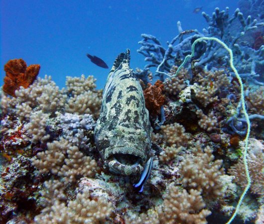 aquarev-plongee-sous-marine-tanzanie-zanzibar-sejour-centre-de-plongee-one-ocean-poisson