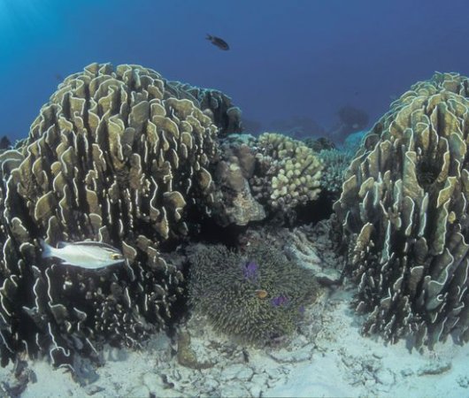 aquarev-plongee-sous-marine-thailande-croisiere-bateau-the-junk-world-wide-dive-and-sail-underwater-coraux-resultat