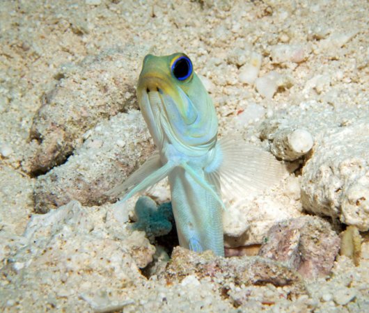 aquarev-plongee-sous-marine-turks-and-caicos-explorer-2-croisiere-explorer-ventures-opistognathes-a-tete-jaune