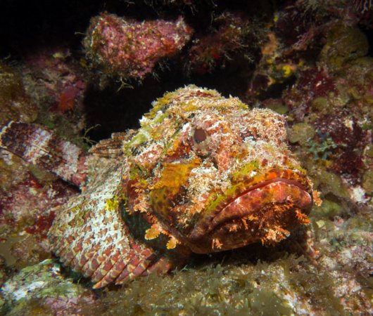 aquarev-plongee-sous-marine-turks-and-caicos-explorer-2-croisiere-explorer-ventures-poisson-pierre