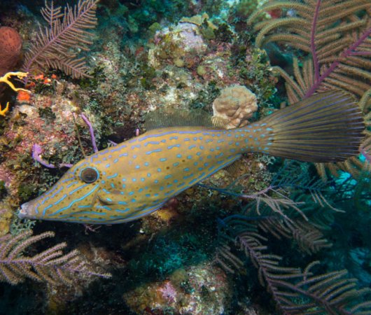 aquarev-plongee-sous-marine-turks-and-caicos-explorer-2-croisiere-explorer-ventures-poisson