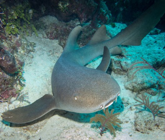 aquarev-plongee-sous-marine-turks-and-caicos-explorer-2-croisiere-explorer-ventures-requin-nourrice