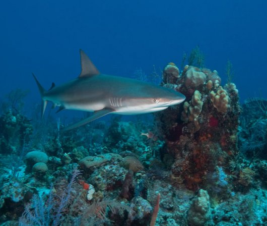 aquarev-plongee-sous-marine-turks-and-caicos-explorer-2-croisiere-explorer-ventures-requin
