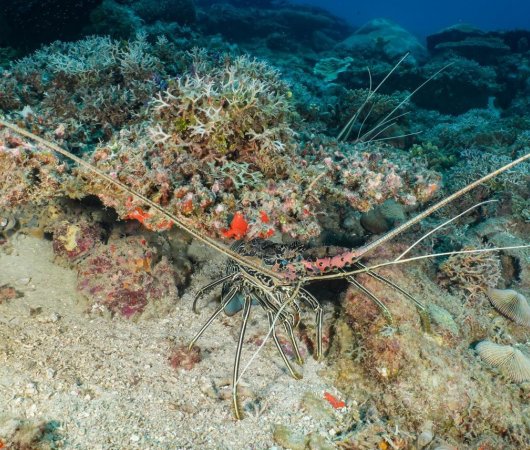 aquarev-plongee-sous-marine-voyage-madagascar-nosy-be-sejour-et-croisiere-oceanes-dream-langouste6