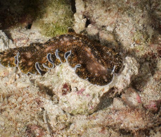 aquarev-plongee-sous-marine-voyage-madagascar-nosy-be-sejour-et-croisiere-oceanes-dream-nudibranche11