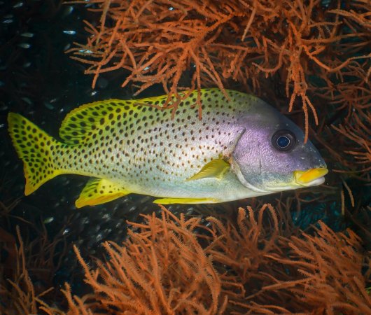 aquarev-plongee-sous-marine-voyage-madagascar-nosy-be-sejour-et-croisiere-oceanes-dream-poisson-tachete17
