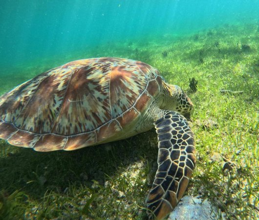 aquarev-plongee-sous-marine-voyage-madagascar-nosy-be-sejour-et-croisiere-oceanes-dream-tortue3