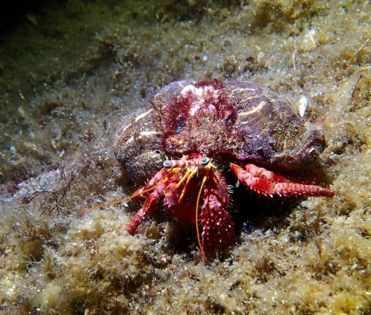 aquarev-plongee-sous-marine-voyage-mediterrannee-sardaigne-cannigione-areamare-diving-center-bernard-lhermite6