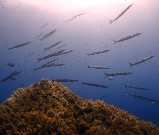 aquarev-plongee-sous-marine-voyage-mediterrannee-sardaigne-cannigione-areamare-diving-center-carangues2.jpeg