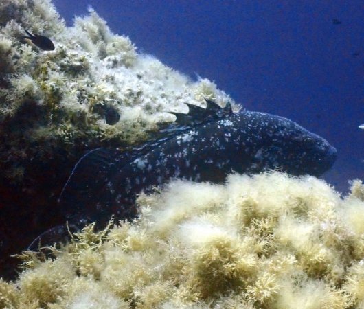 aquarev-plongee-sous-marine-voyage-mediterrannee-sardaigne-cannigione-areamare-diving-center-merou3.jpeg