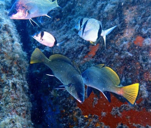 aquarev-plongee-sous-marine-voyage-mediterrannee-sardaigne-cannigione-areamare-diving-center-poissons8